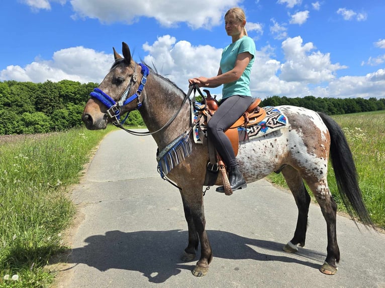 Appaloosa Wallach 9 Jahre 151 cm Tigerschecke in Linkenbach