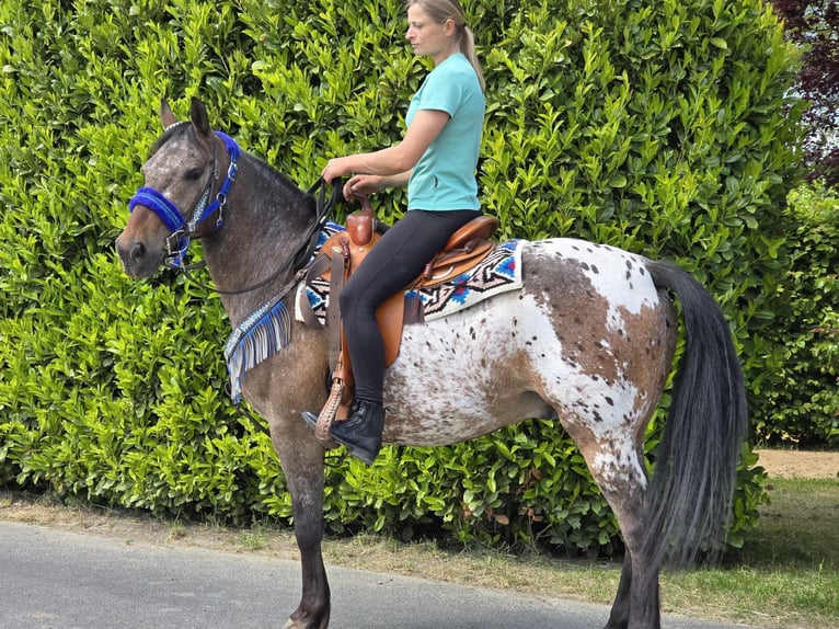 Appaloosa Wallach 9 Jahre 151 cm Tigerschecke in Linkenbach