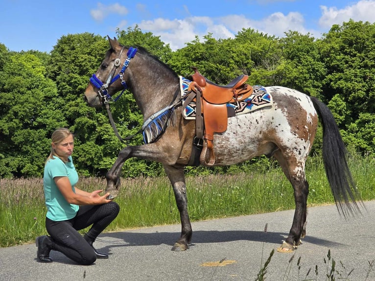 Appaloosa Wallach 9 Jahre 151 cm Tigerschecke in Linkenbach