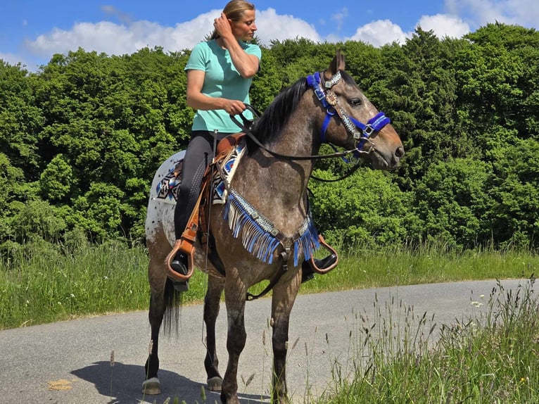 Appaloosa Wallach 9 Jahre 151 cm Tigerschecke in Linkenbach