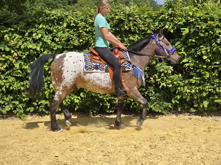 Appaloosa Wallach 9 Jahre 151 cm Tigerschecke in Linkenbach