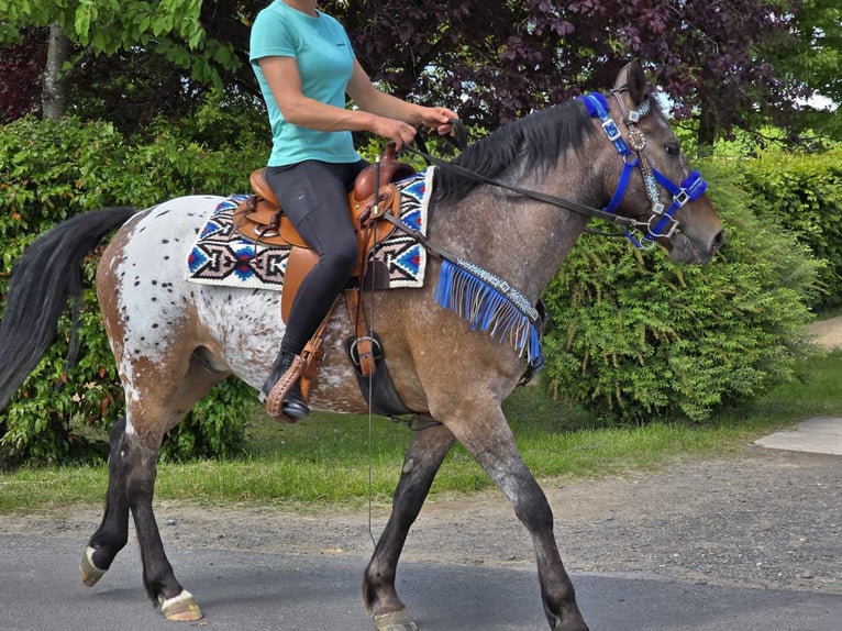 Appaloosa Wallach 9 Jahre 151 cm Tigerschecke in Linkenbach