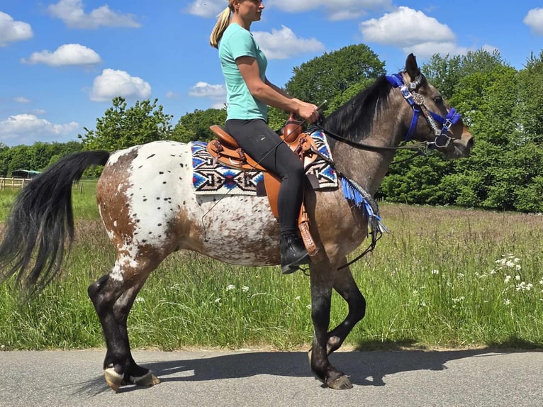 Appaloosa Wallach 9 Jahre 151 cm Tigerschecke in Linkenbach