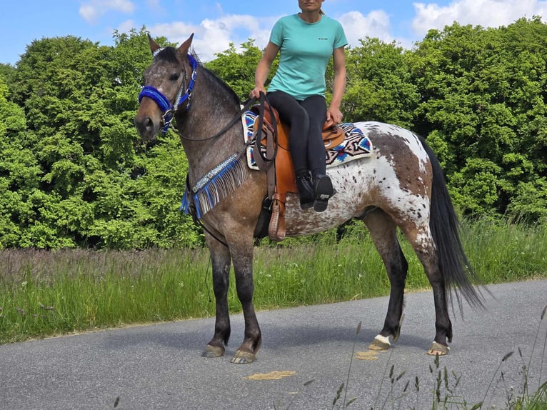 Appaloosa Wallach 9 Jahre 151 cm Tigerschecke in Linkenbach