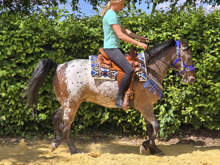 Appaloosa Wallach 9 Jahre 151 cm Tigerschecke in Linkenbach