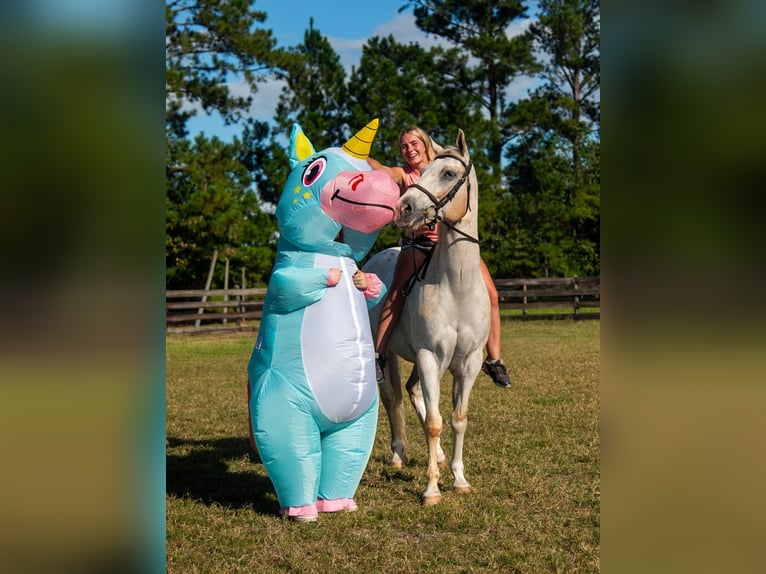 Appaloosa Wallach 9 Jahre 155 cm Palomino in Ocala
