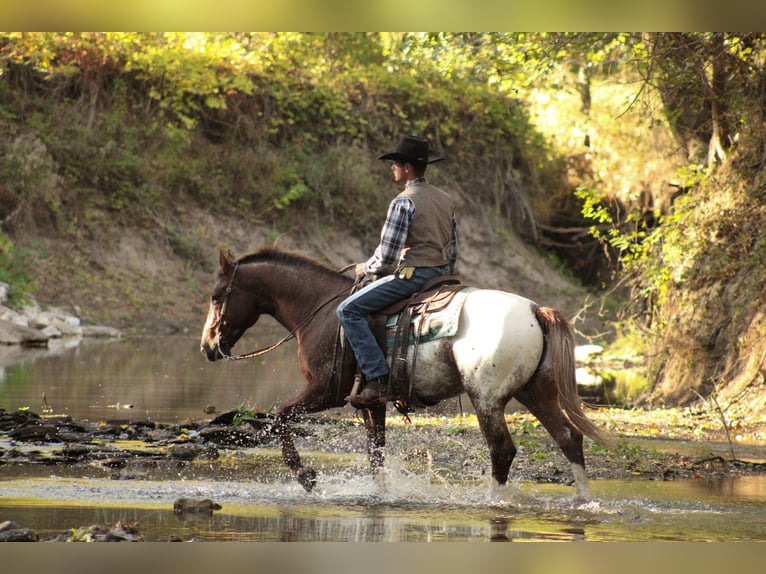 Appaloosa Wallach 9 Jahre 157 cm Dunkelfuchs in Baxter Springs