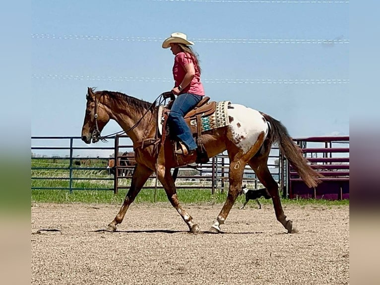 Appaloosa Wallach 9 Jahre 157 cm Rotfuchs in Hastings, MN