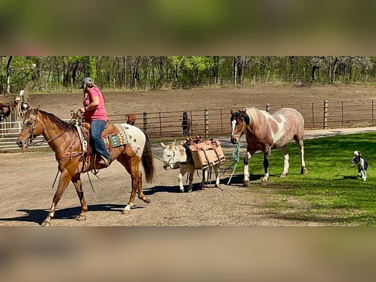 Appaloosa Wallach 9 Jahre 157 cm Rotfuchs in Hastings, MN