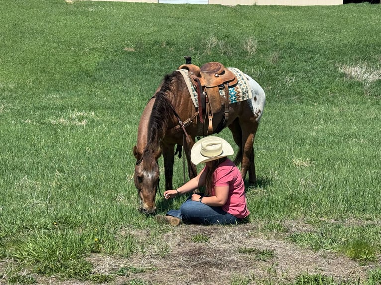 Appaloosa Wallach 9 Jahre 157 cm Rotfuchs in Hastings, MN