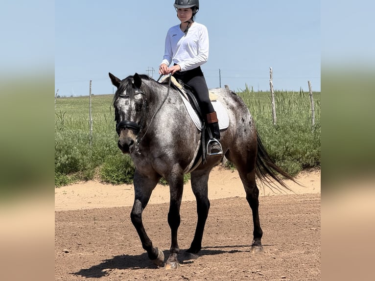 Appaloosa Wallach 9 Jahre 163 cm in Weatherford