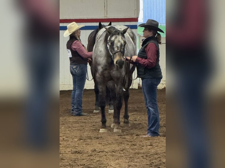 Appaloosa Wallach 9 Jahre 163 cm in Weatherford