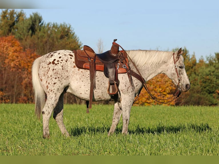 Appaloosa Wallach 9 Jahre Dunkelfuchs in Clarion