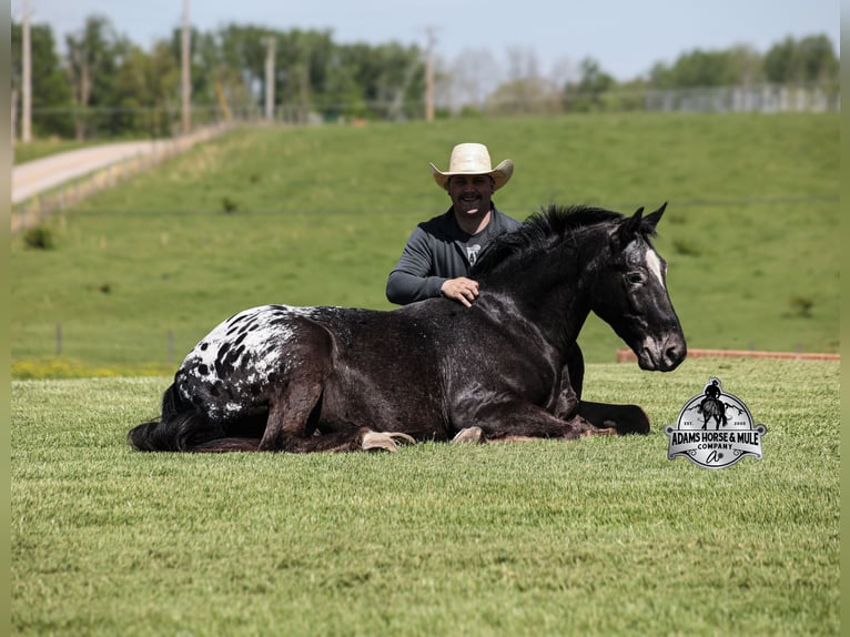 Appaloosa Wallach 9 Jahre Rappe in Mount Vernon, KY