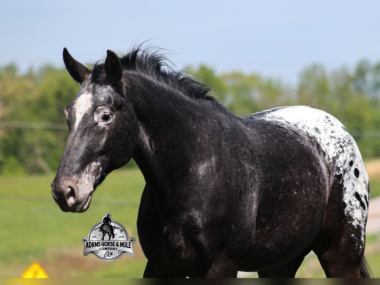 Appaloosa Wallach 9 Jahre Rappe in Mount Vernon, KY