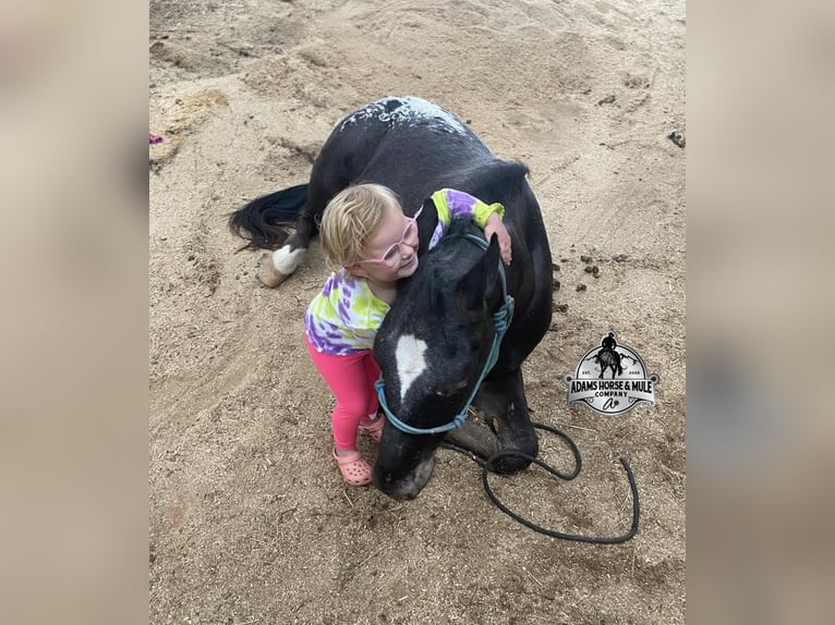 Appaloosa Wallach 9 Jahre Rappe in Mount Vernon, KY