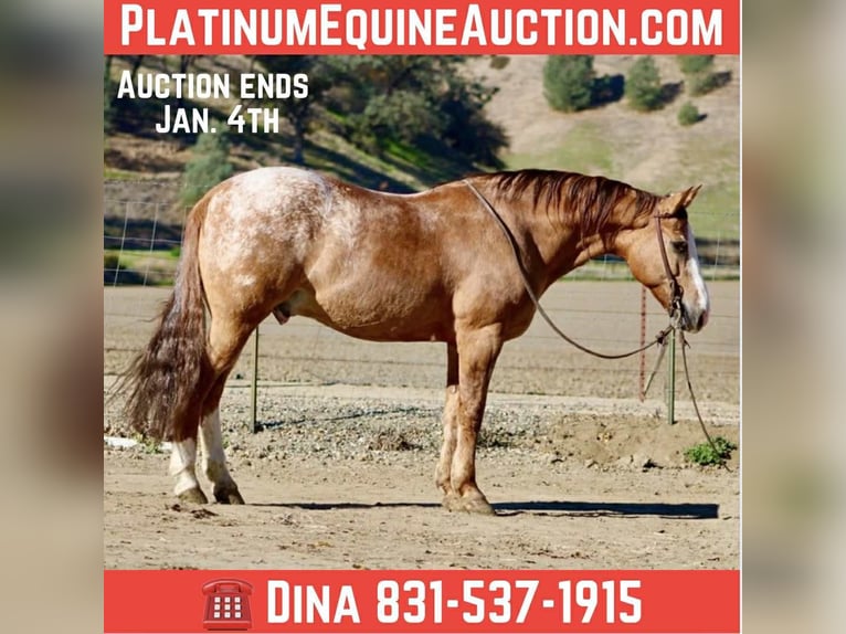 Appaloosa Wallach 9 Jahre Roan-Red in Tres Pinos