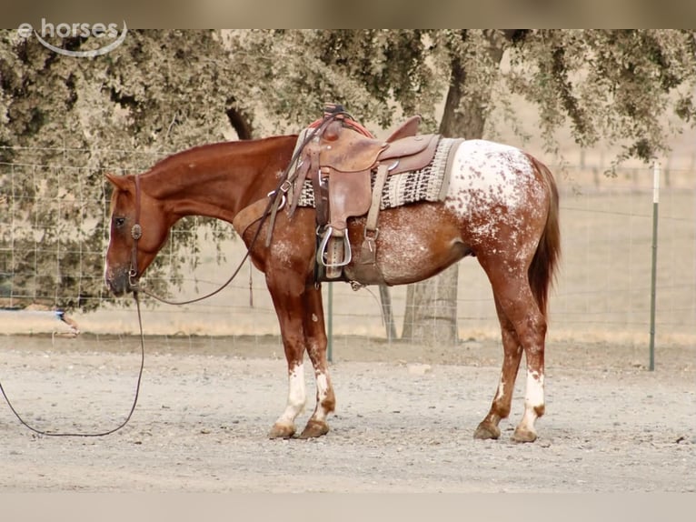 Appaloosa Wallach 9 Jahre Rotfuchs in Tres Pinos