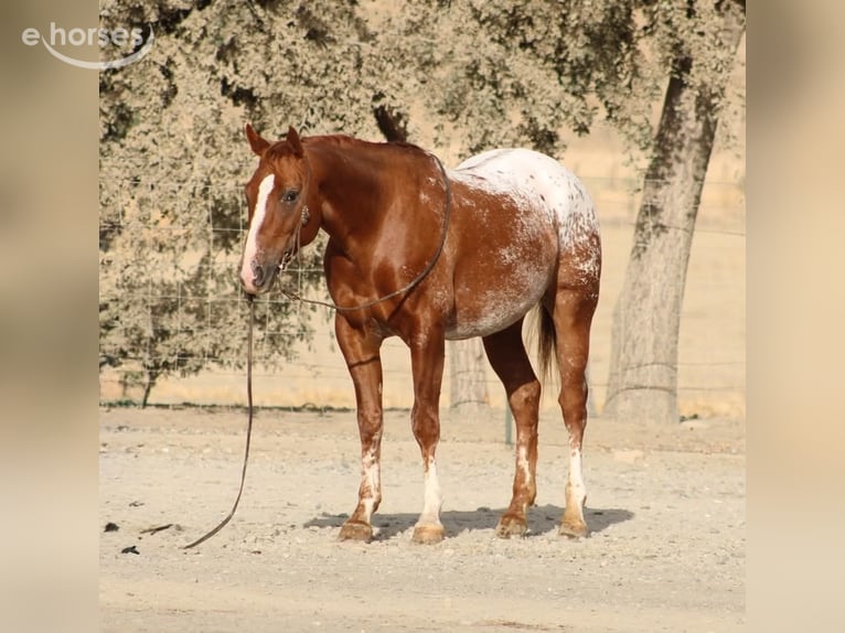 Appaloosa Wallach 9 Jahre Rotfuchs in Tres Pinos