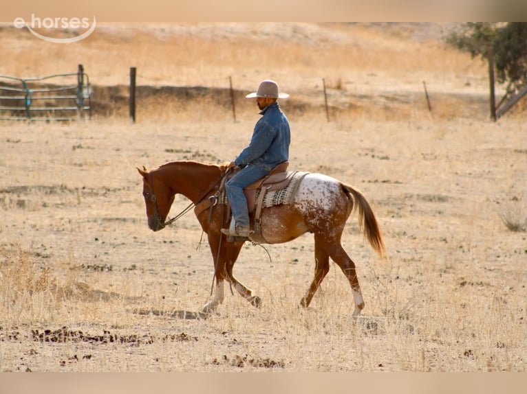 Appaloosa Wallach 9 Jahre Rotfuchs in Tres Pinos