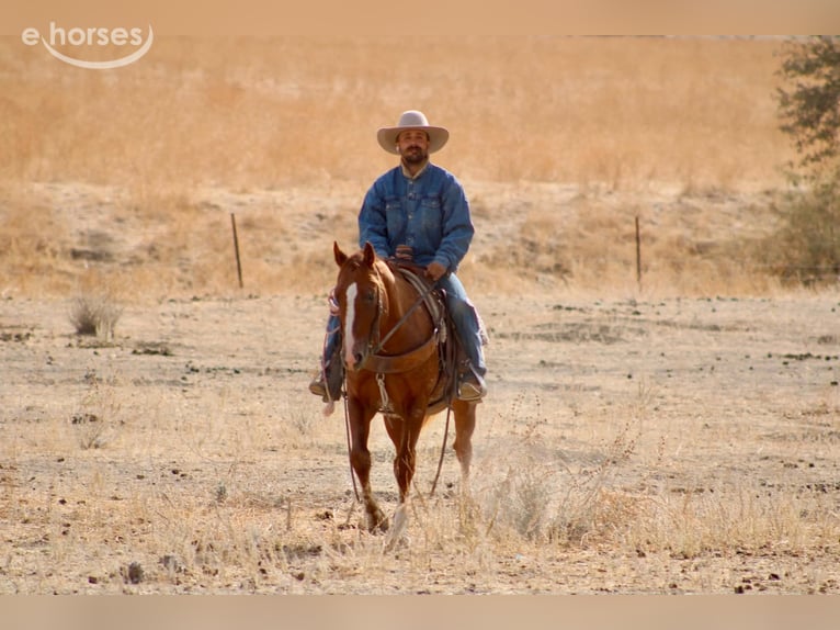 Appaloosa Wallach 9 Jahre Rotfuchs in Tres Pinos