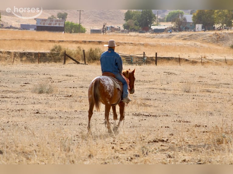 Appaloosa Wallach 9 Jahre Rotfuchs in Tres Pinos