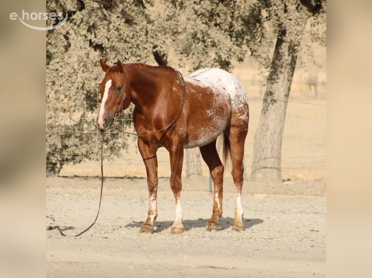 Appaloosa Wallach 9 Jahre Rotfuchs in Tres Pinos
