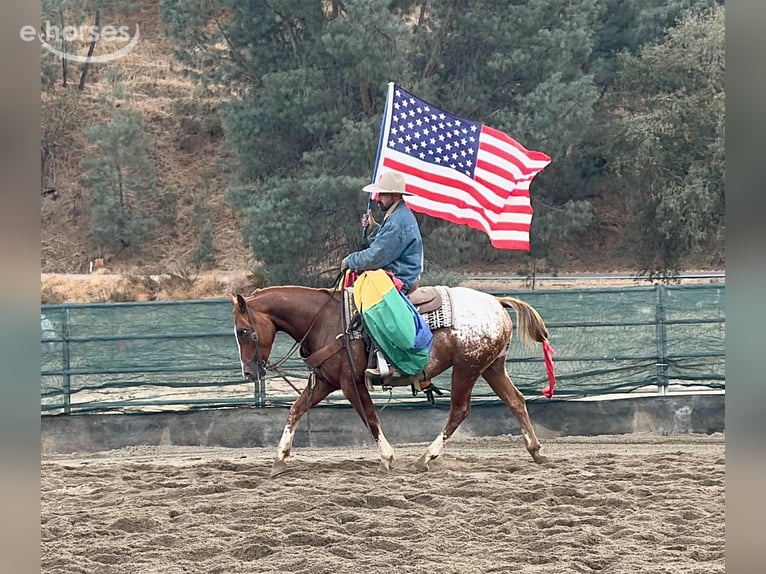 Appaloosa Wallach 9 Jahre Rotfuchs in Tres Pinos