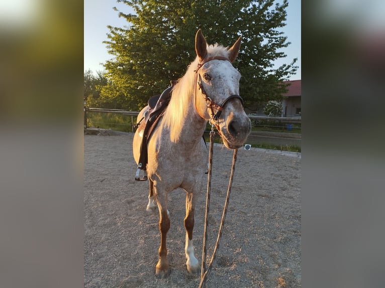 Appaloosa Yegua 10 años 149 cm in Filderstadt