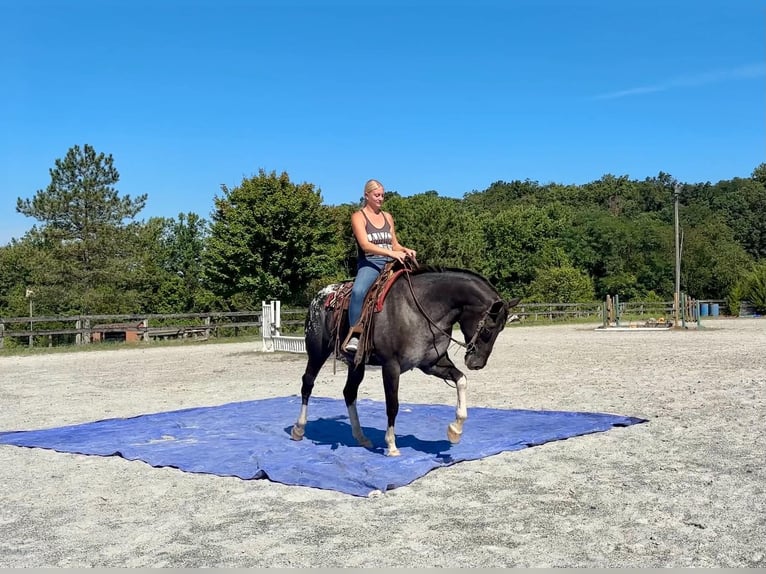 Appaloosa Yegua 10 años 163 cm  in New Holland