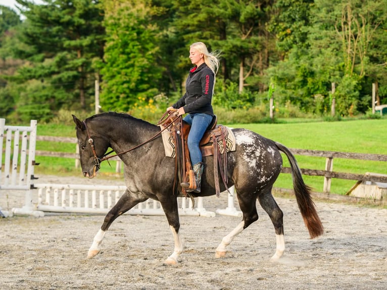 Appaloosa Yegua 10 años 163 cm  in New Holland