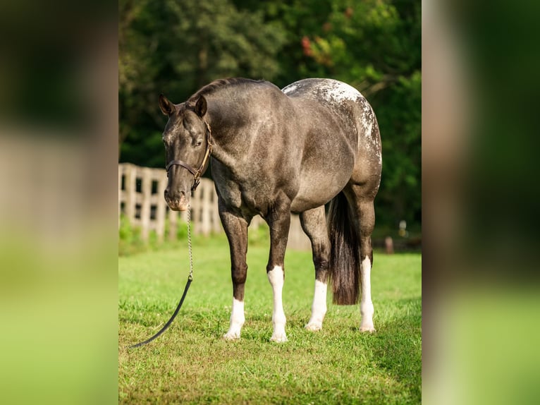 Appaloosa Yegua 10 años 163 cm  in New Holland