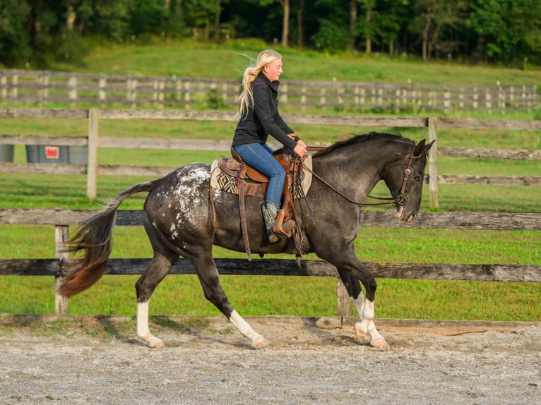 Appaloosa Yegua 10 años 163 cm  in New Holland