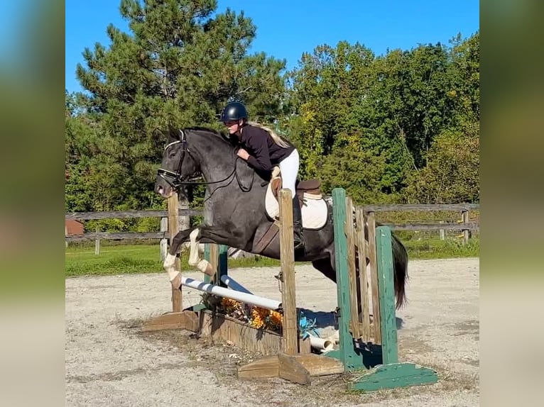 Appaloosa Yegua 10 años 163 cm  in New Holland