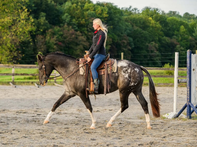 Appaloosa Yegua 10 años 163 cm  in New Holland