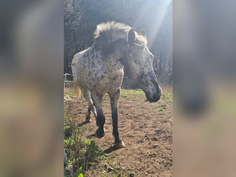 Appaloosa Mestizo Yegua 10 años 164 cm Atigrado/Moteado in Bad Honnef