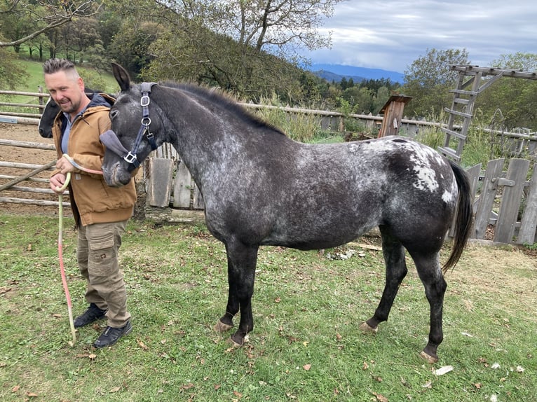 Appaloosa Yegua 11 años 150 cm in Stattegg