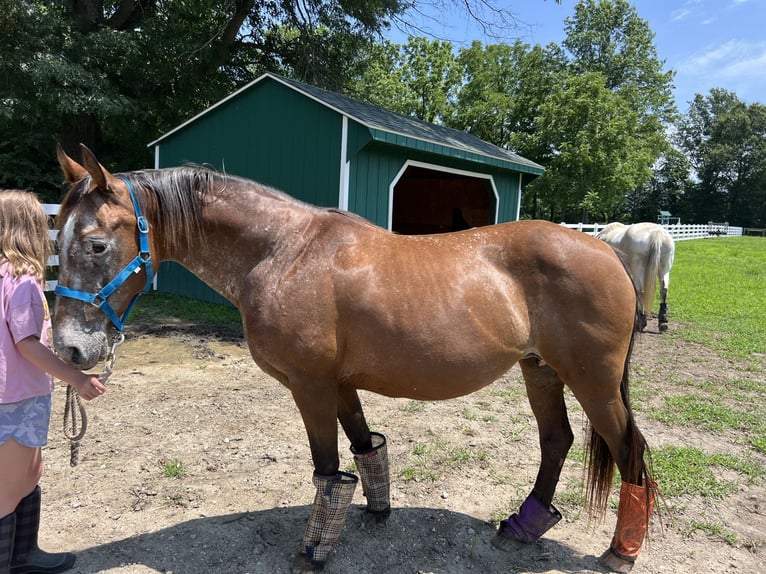 Appaloosa Yegua 11 años 152 cm Castaño rojizo in Columbus