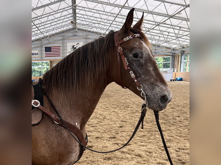 Appaloosa Yegua 11 años 152 cm Castaño rojizo in Columbus