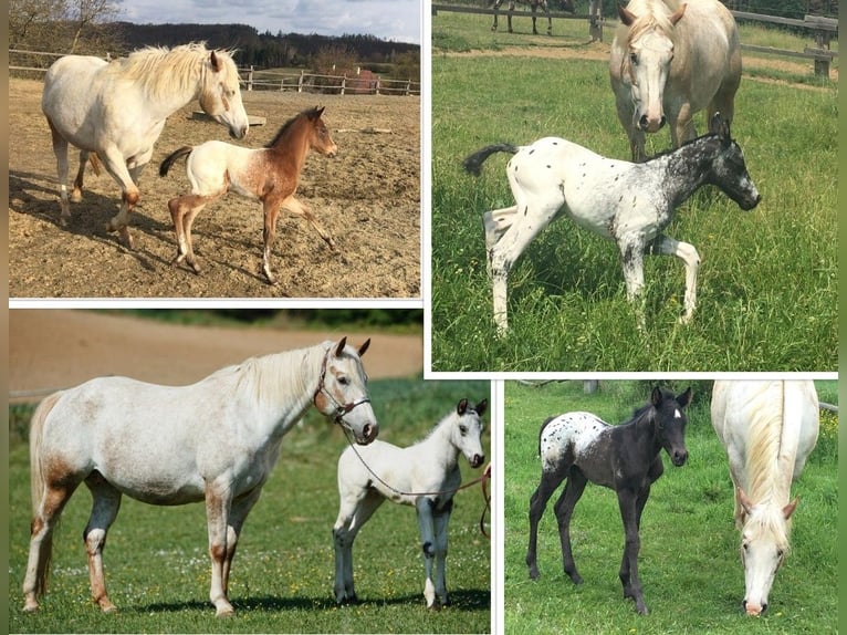 Appaloosa Yegua 11 años 154 cm Alazán in Jestarbi