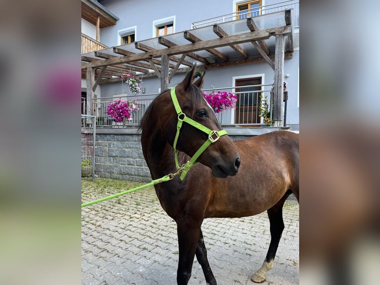 Appaloosa Yegua 11 años 154 cm Castaño in Tiefenbach