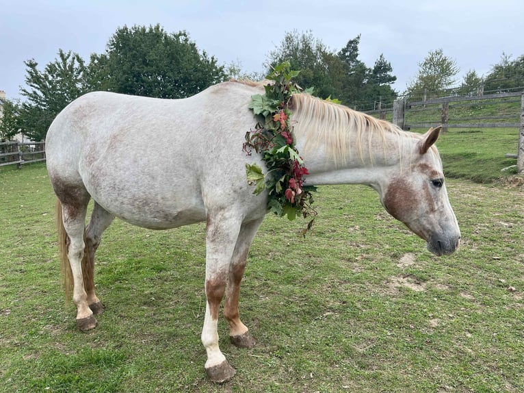 Appaloosa Yegua 11 años 154 cm Ruano alazán in Tišnov