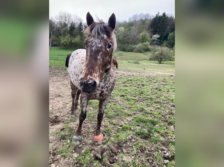 Appaloosa Yegua 11 años 156 cm Atigrado/Moteado in Flörsbachtal