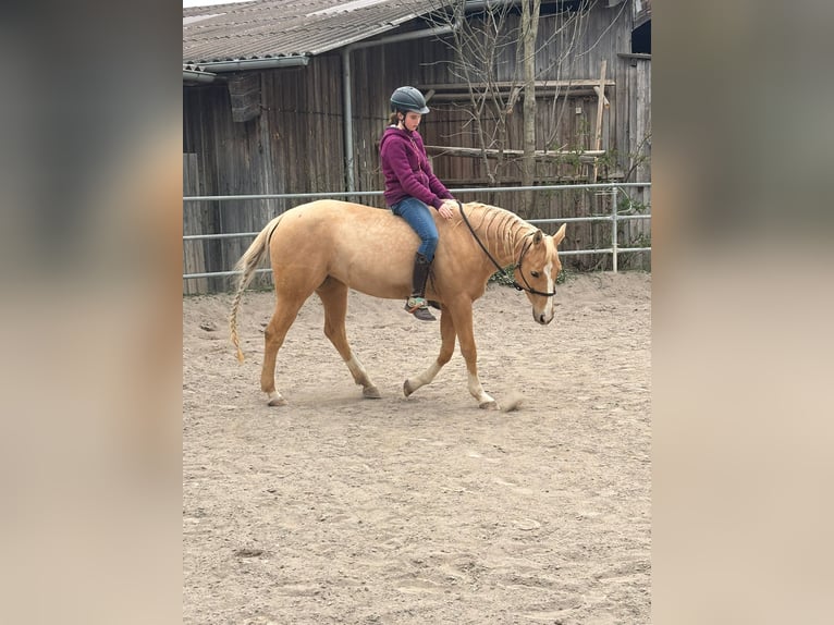 Appaloosa Yegua 12 años 154 cm Palomino in TammTamm