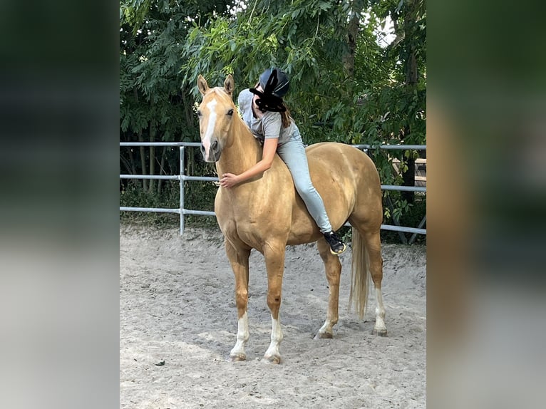 Appaloosa Yegua 12 años 154 cm Palomino in TammTamm