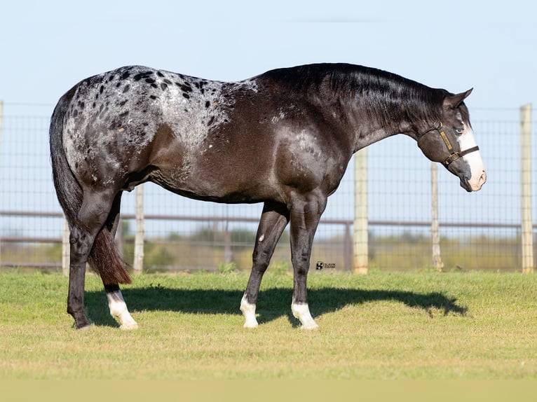 Appaloosa Yegua 12 años 165 cm Negro in Whitesboro