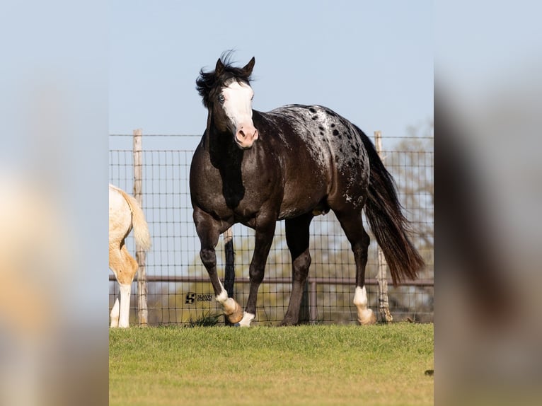 Appaloosa Yegua 12 años 165 cm Negro in Whitesboro