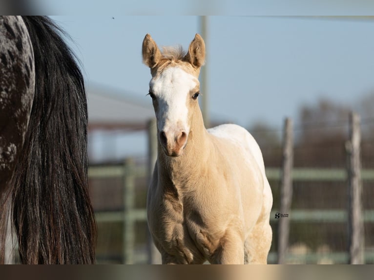 Appaloosa Yegua 12 años 165 cm Negro in Whitesboro