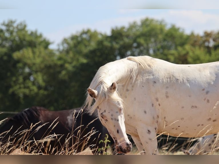 Appaloosa Yegua 12 años  in Poysbrunn