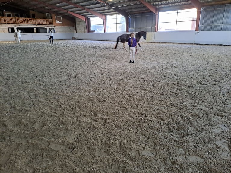 Appaloosa Yegua 13 años 133 cm Tobiano-todas las-capas in Schapen